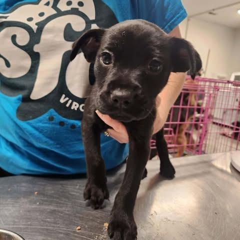 Dortene, a Adoptable Mixed Breed in Fredericksburg, VA image 2/2