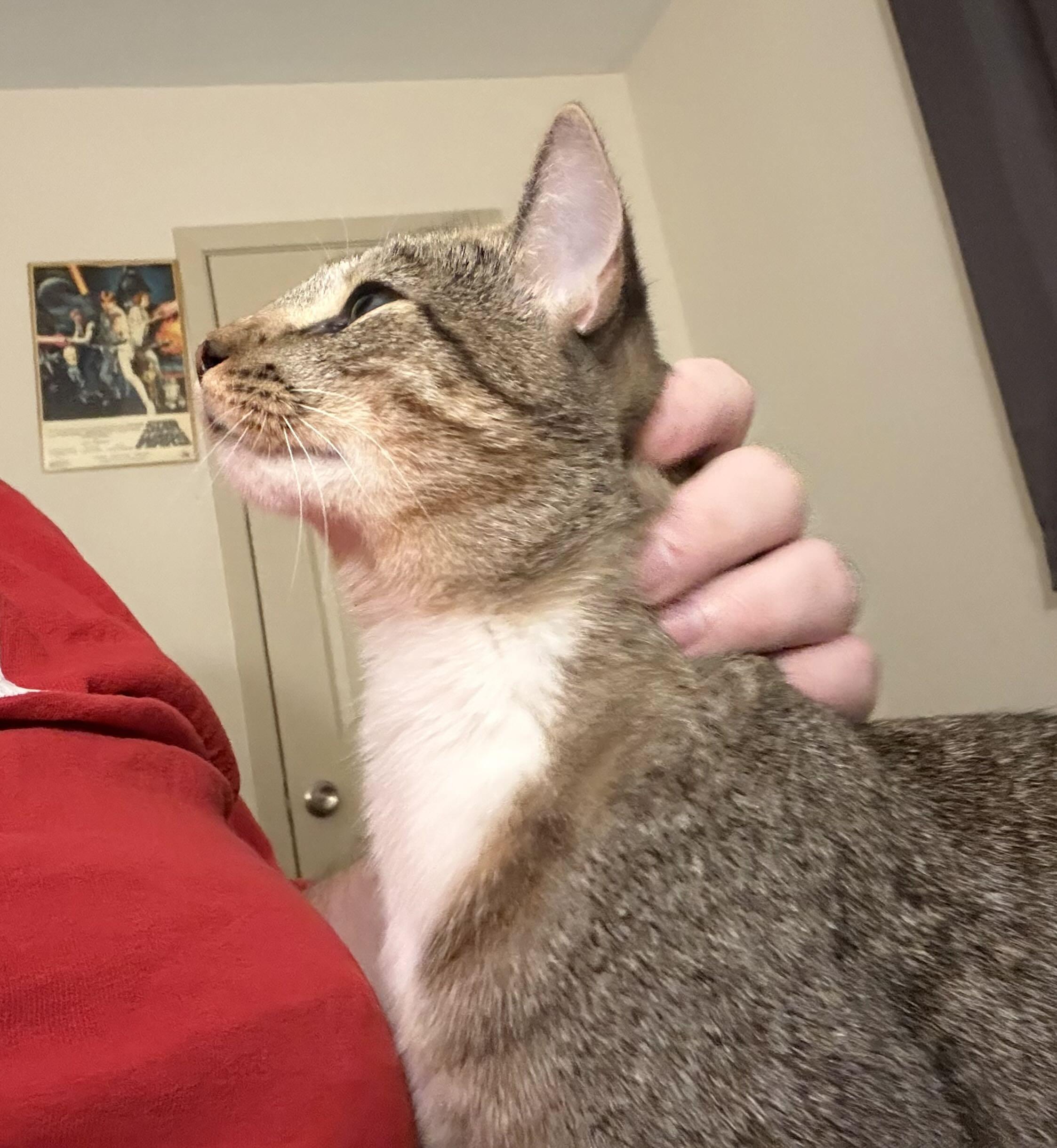 Young Gentleman, a Adoptable mixed breed in Clinton, NJ image 5/6