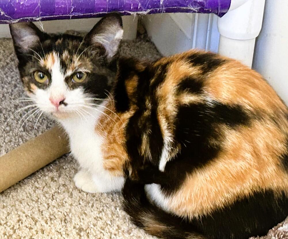 Paige, Adoptable, Kitten Female Calico.