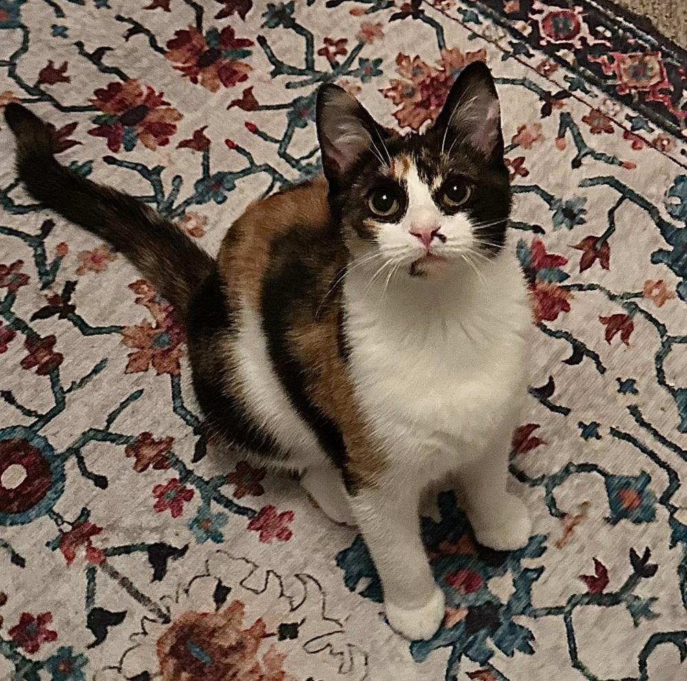 Enlarge Paige, a Adoptable mixed breed in Mooresville, NC image 2/5