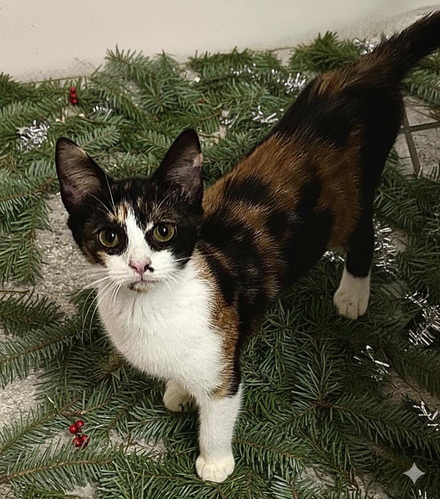 Enlarge Paige, a Adoptable mixed breed in Mooresville, NC image 3/5