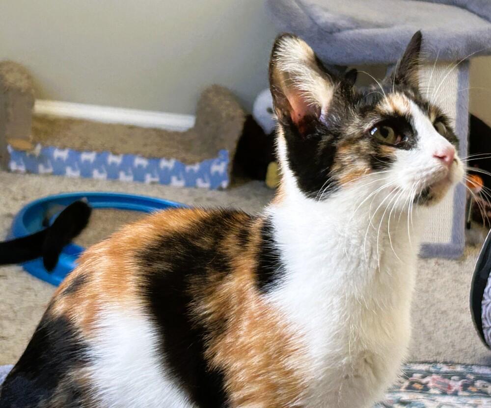 Enlarge Paige, a Adoptable mixed breed in Mooresville, NC image 4/5