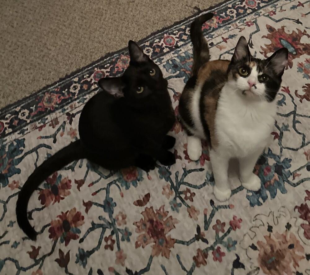 Enlarge Paige, a Adoptable mixed breed in Mooresville, NC image 5/5