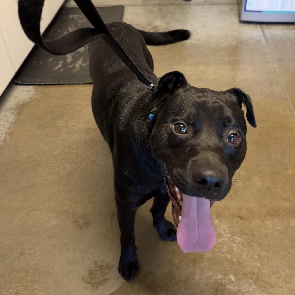 Enlarge Shadow, a Adoptable American Staffordshire Terrier in Saint Cloud, MN image 1/2