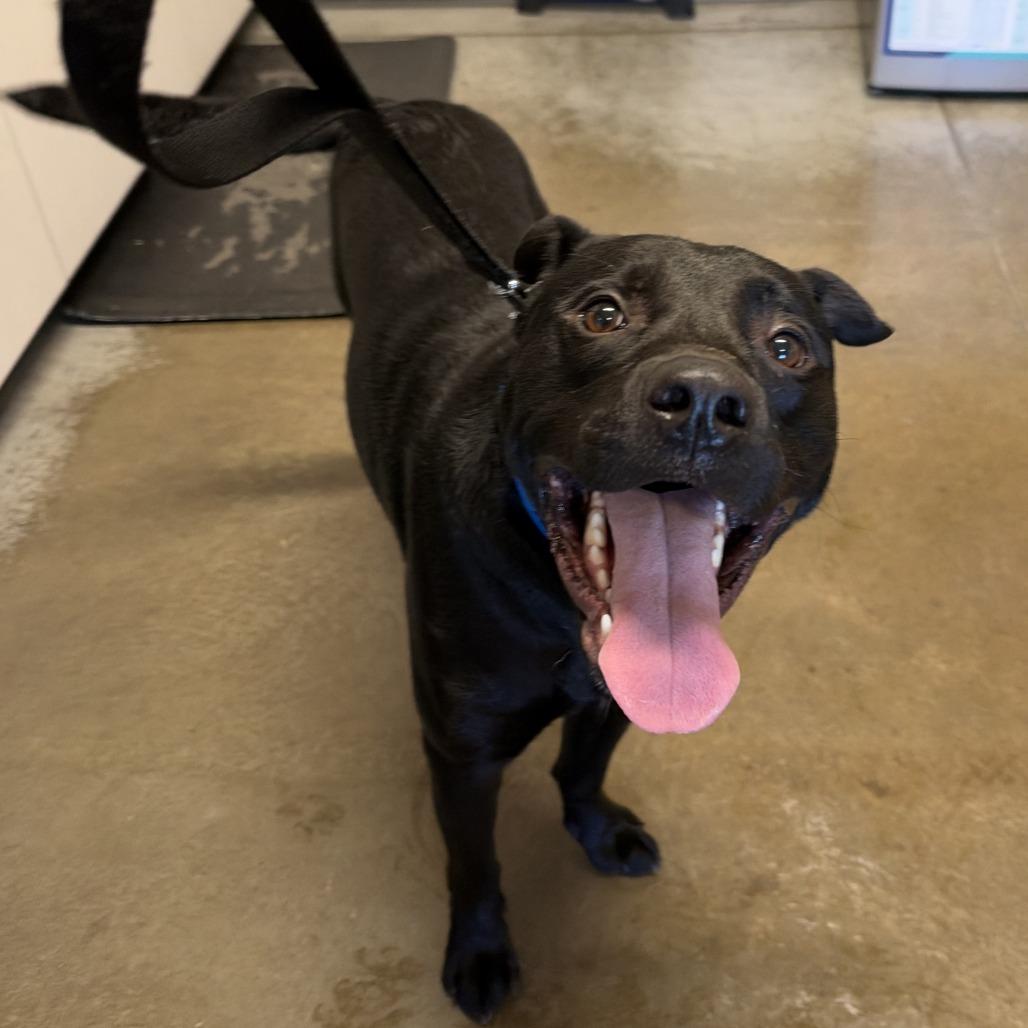 Enlarge Shadow, a Adoptable American Staffordshire Terrier in Saint Cloud, MN image 2/2