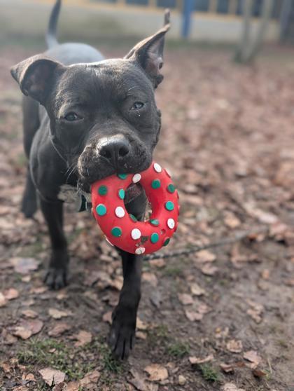 Pongo, a Adoptable mixed breed in Bensalem, PA image 1/3