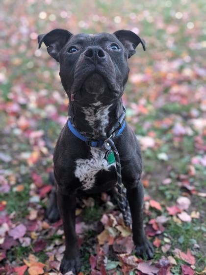 Pongo, Adoptable, Adult Male Pit Bull Terrier & Mixed Breed.
