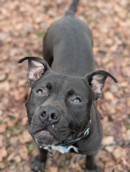 Pongo, a Adoptable mixed breed in Bensalem, PA image 3/3