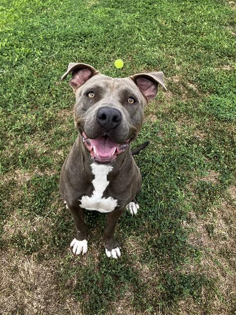 Enlarge PRINCESS, a Adoptable mixed breed in Corpus Christi, TX image 1/1