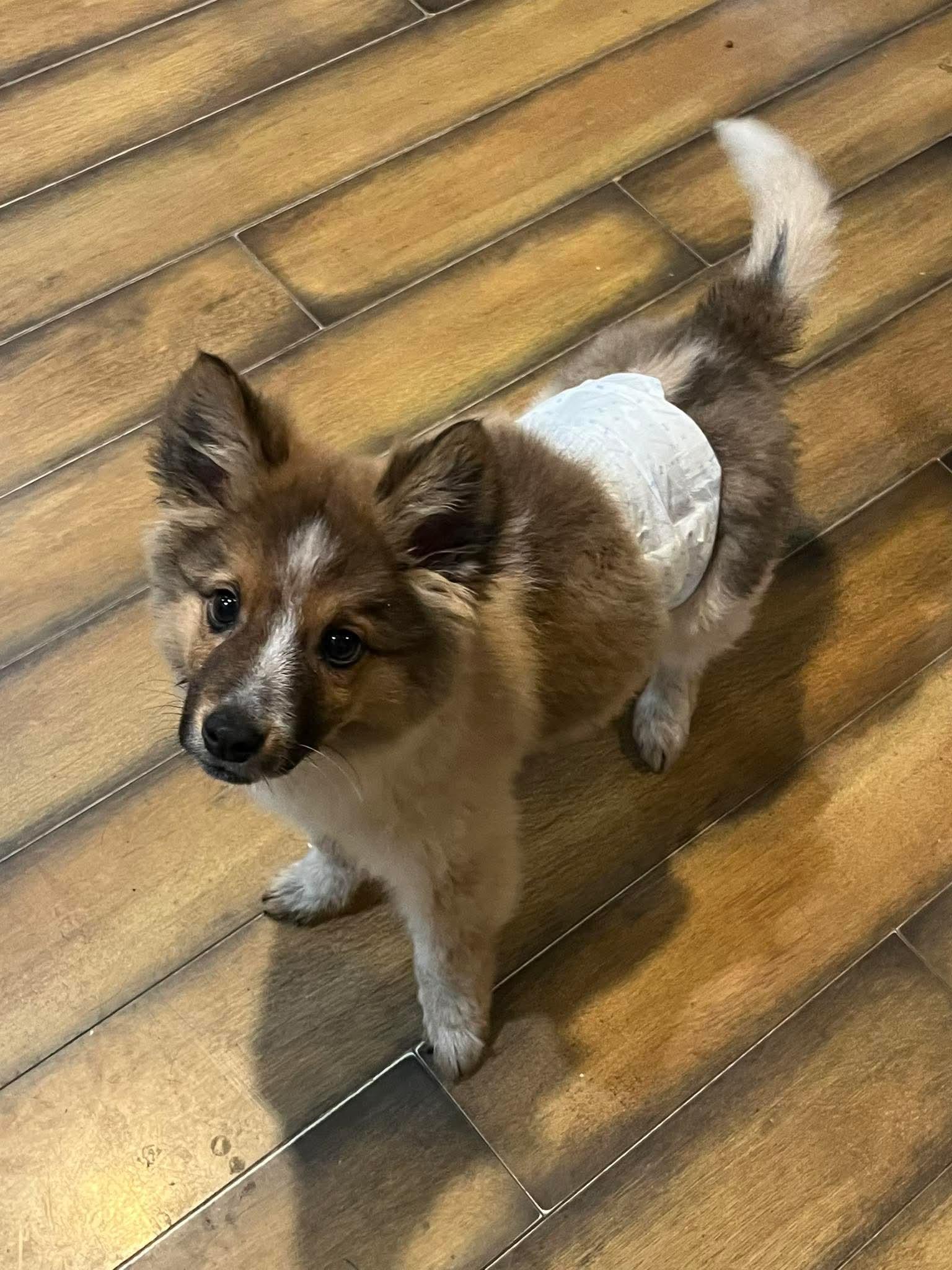 Enlarge Fletcher, a Adoptable mixed breed in Richmond, KY image 1/5