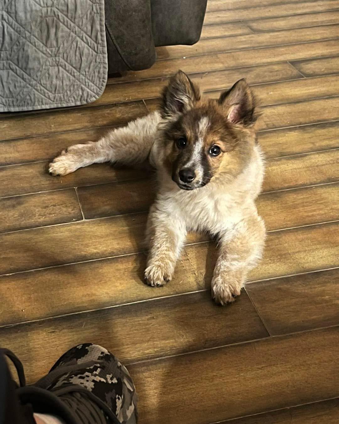 Enlarge Fletcher, a Adoptable mixed breed in Richmond, KY image 2/5