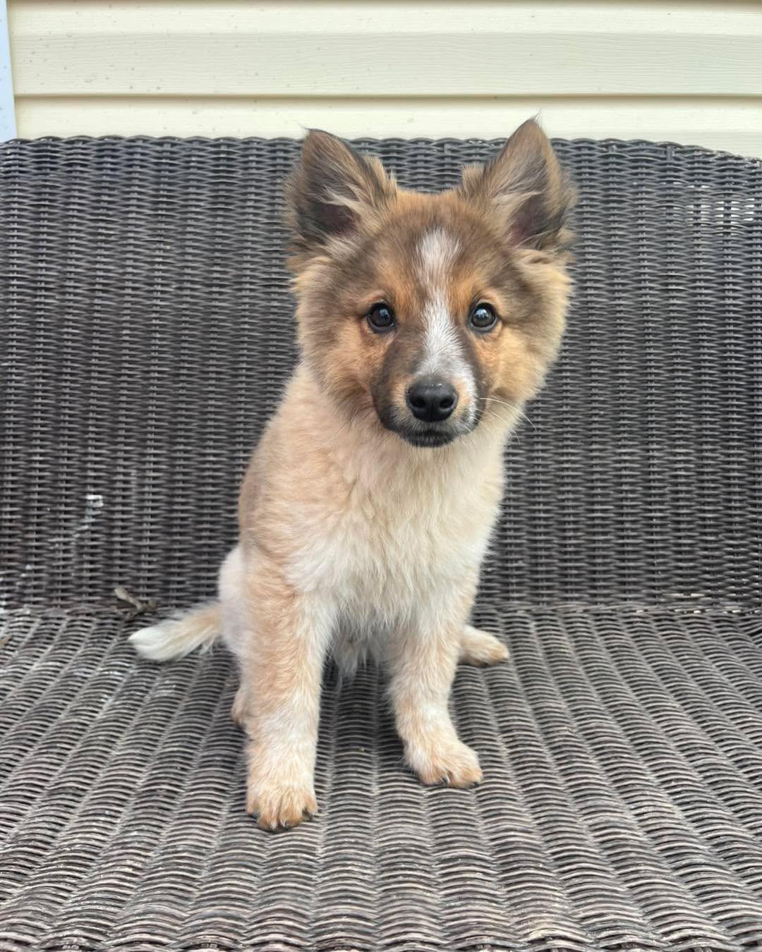 Enlarge Fletcher, a Adoptable mixed breed in Richmond, KY image 3/5