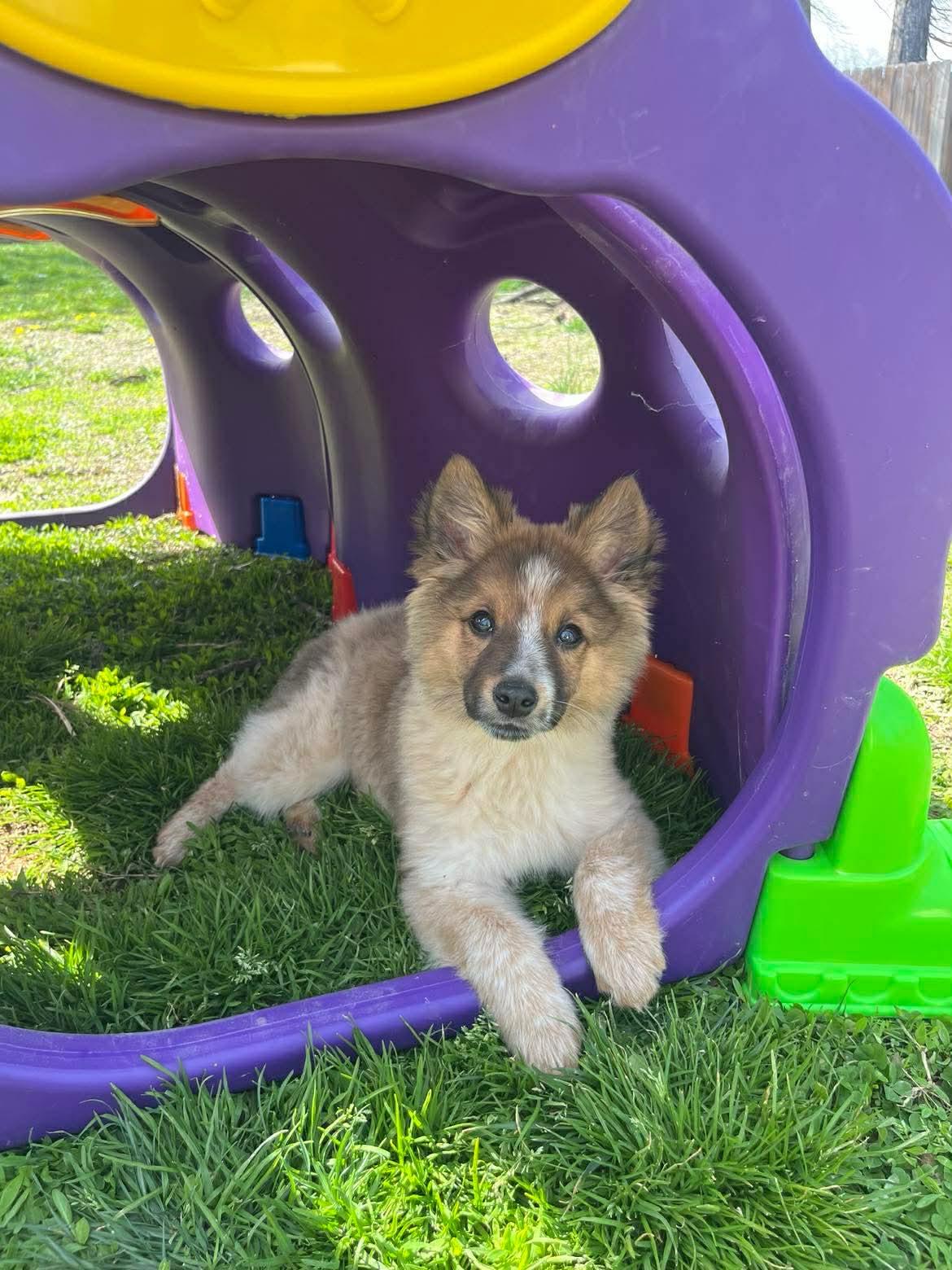 Enlarge Fletcher, a Adoptable mixed breed in Richmond, KY image 4/5