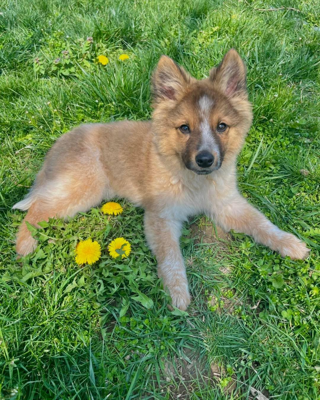 Enlarge Fletcher, a Adoptable mixed breed in Richmond, KY image 5/5