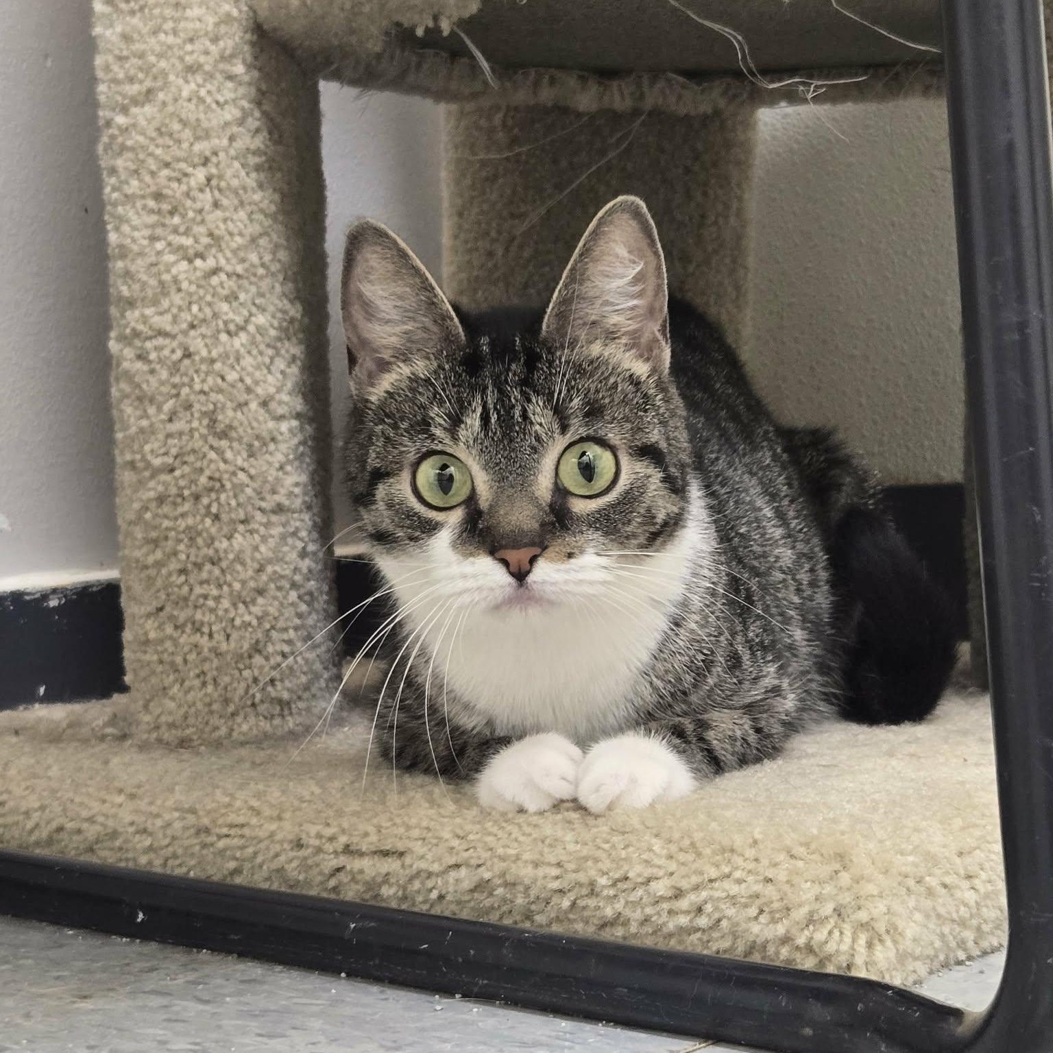 Pretzel, Adoptable, Young Female Domestic Short Hair.
