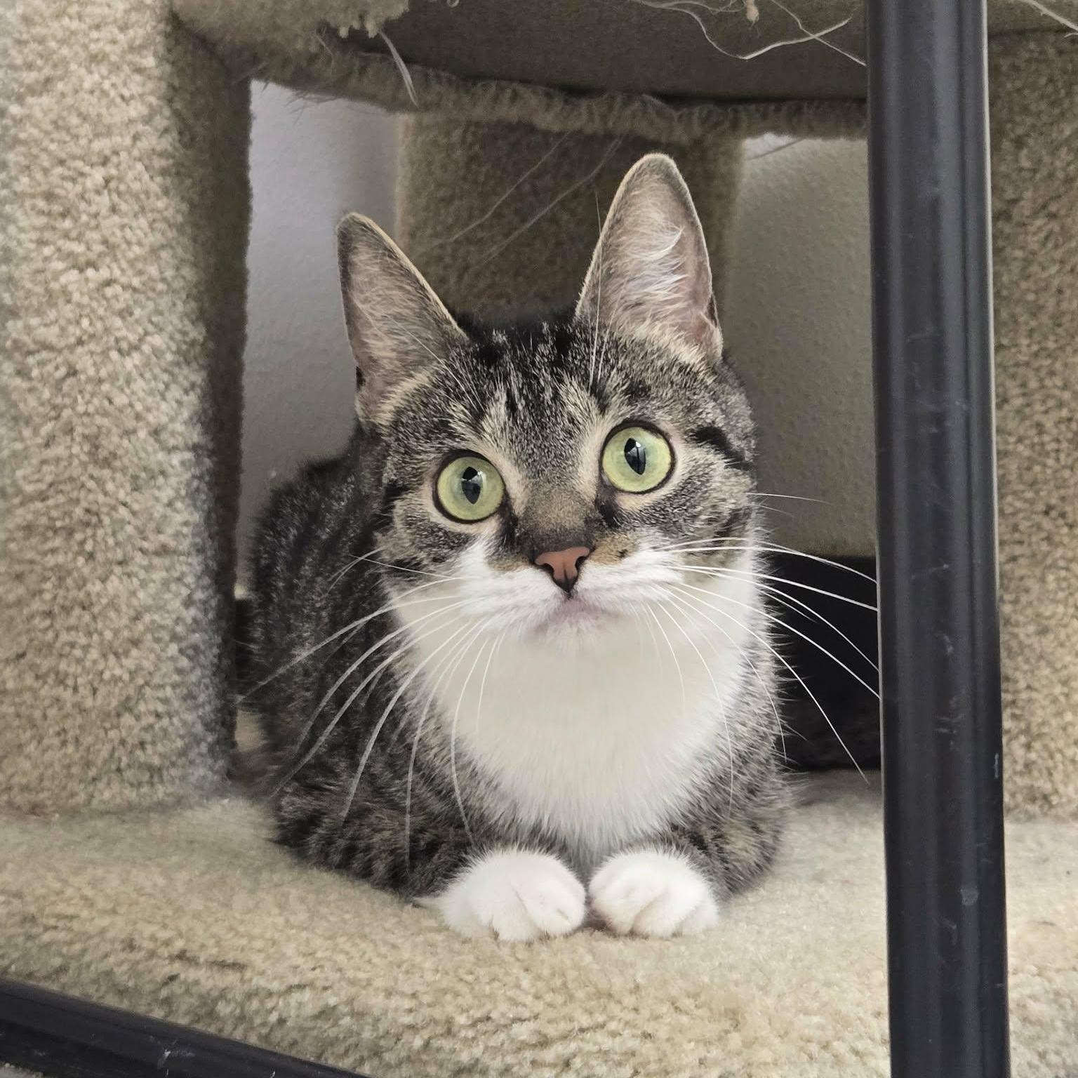 Enlarge Pretzel, a Adoptable Domestic Short Hair in Martinsville, IN image 2/3