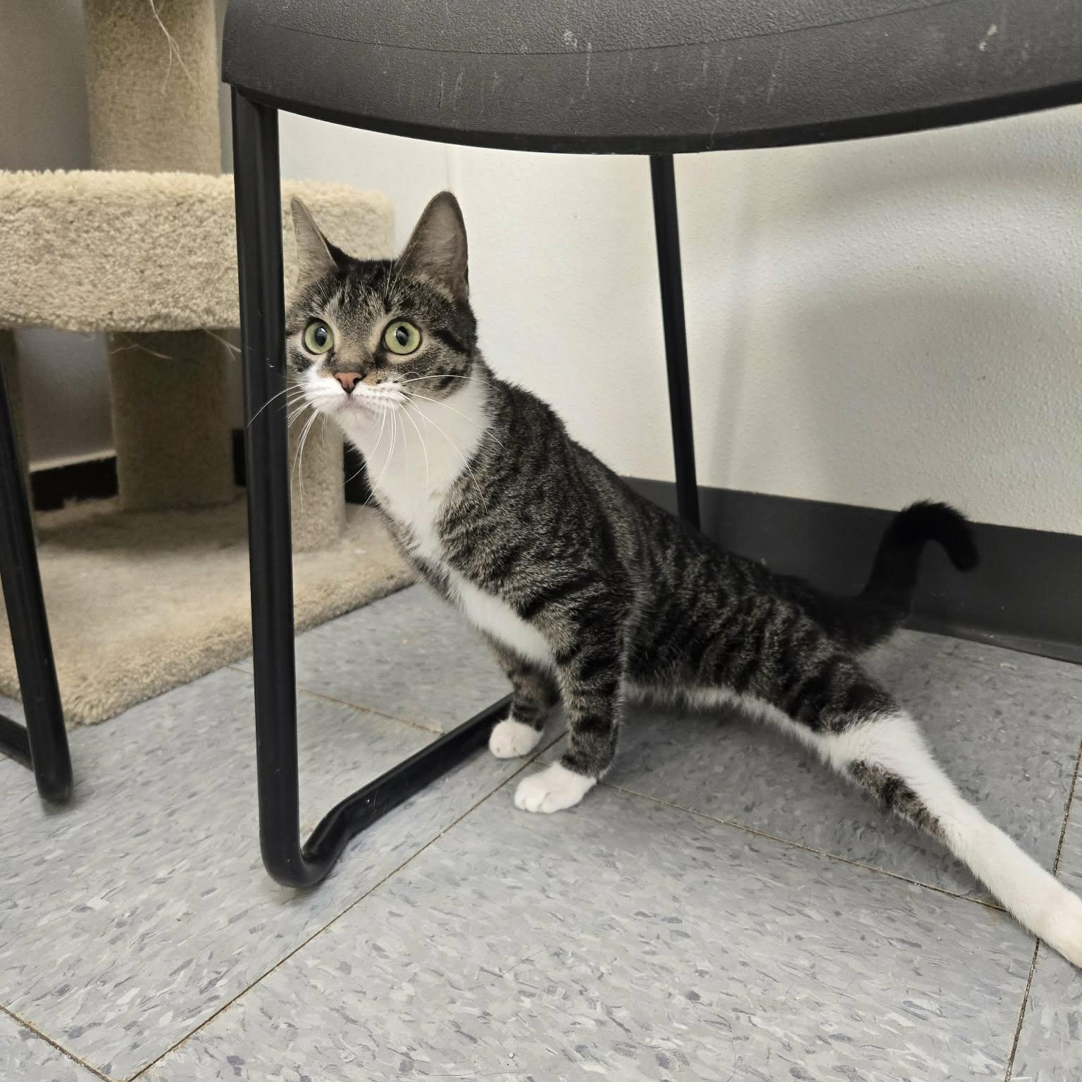 Enlarge Pretzel, a Adoptable Domestic Short Hair in Martinsville, IN image 3/3