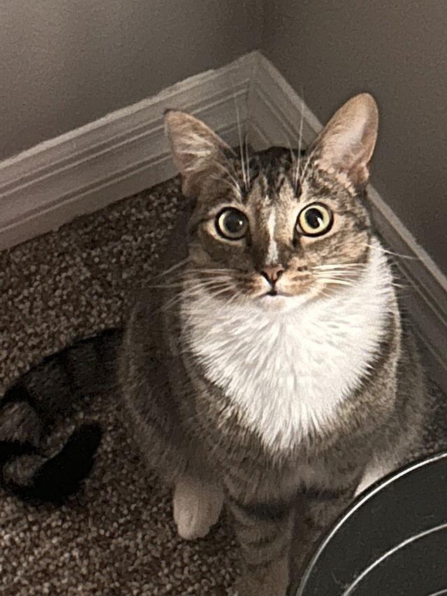 Enlarge Sulu, a Adoptable Domestic Short Hair in Tampa, FL image 1/6