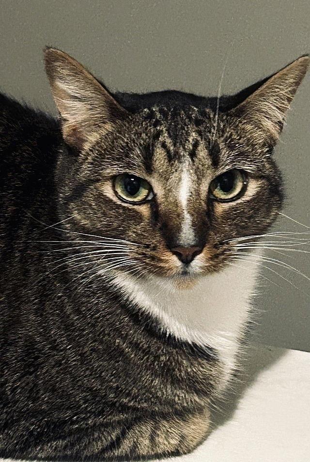 Enlarge Sulu, a Adoptable Domestic Short Hair in Tampa, FL image 2/6