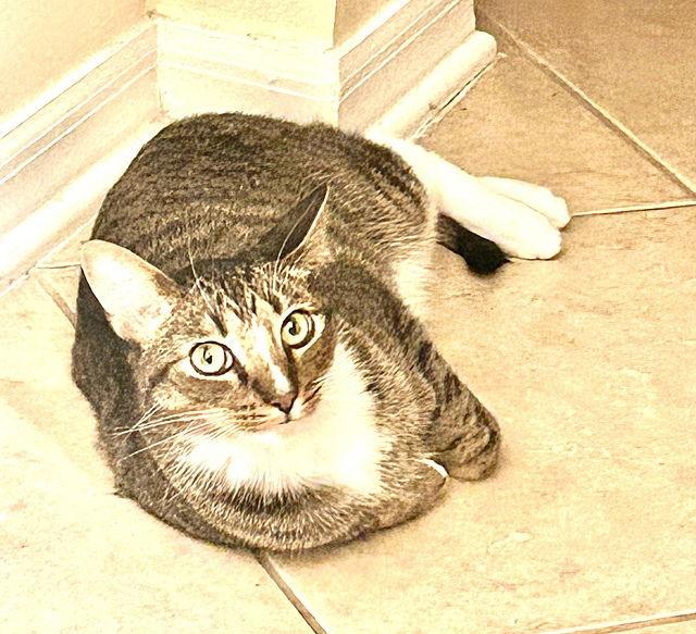 Enlarge Sulu, a Adoptable Domestic Short Hair in Tampa, FL image 3/6