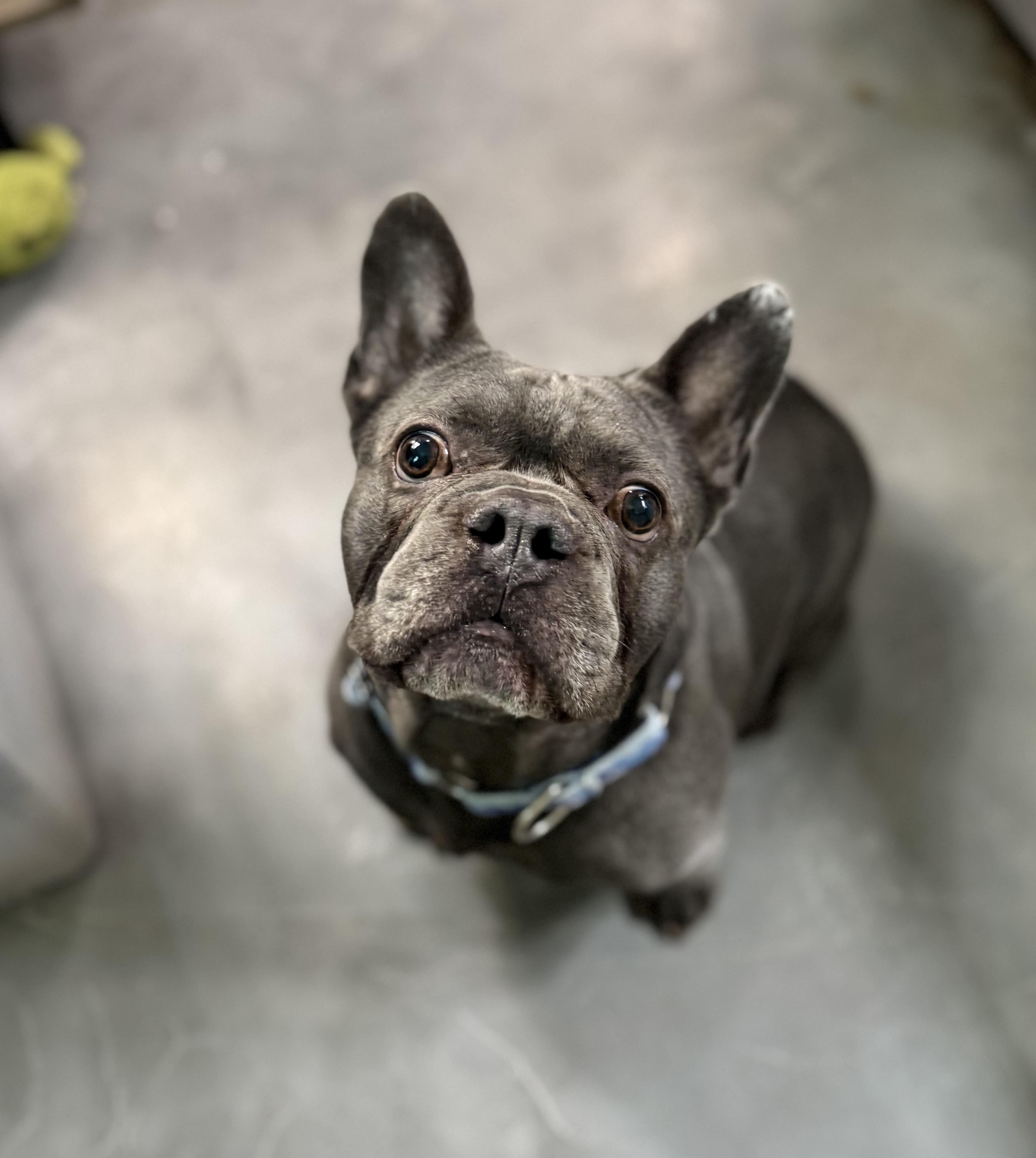 Enlarge Chonk, a Adopted mixed breed in Elizabethtown, PA image 2/5
