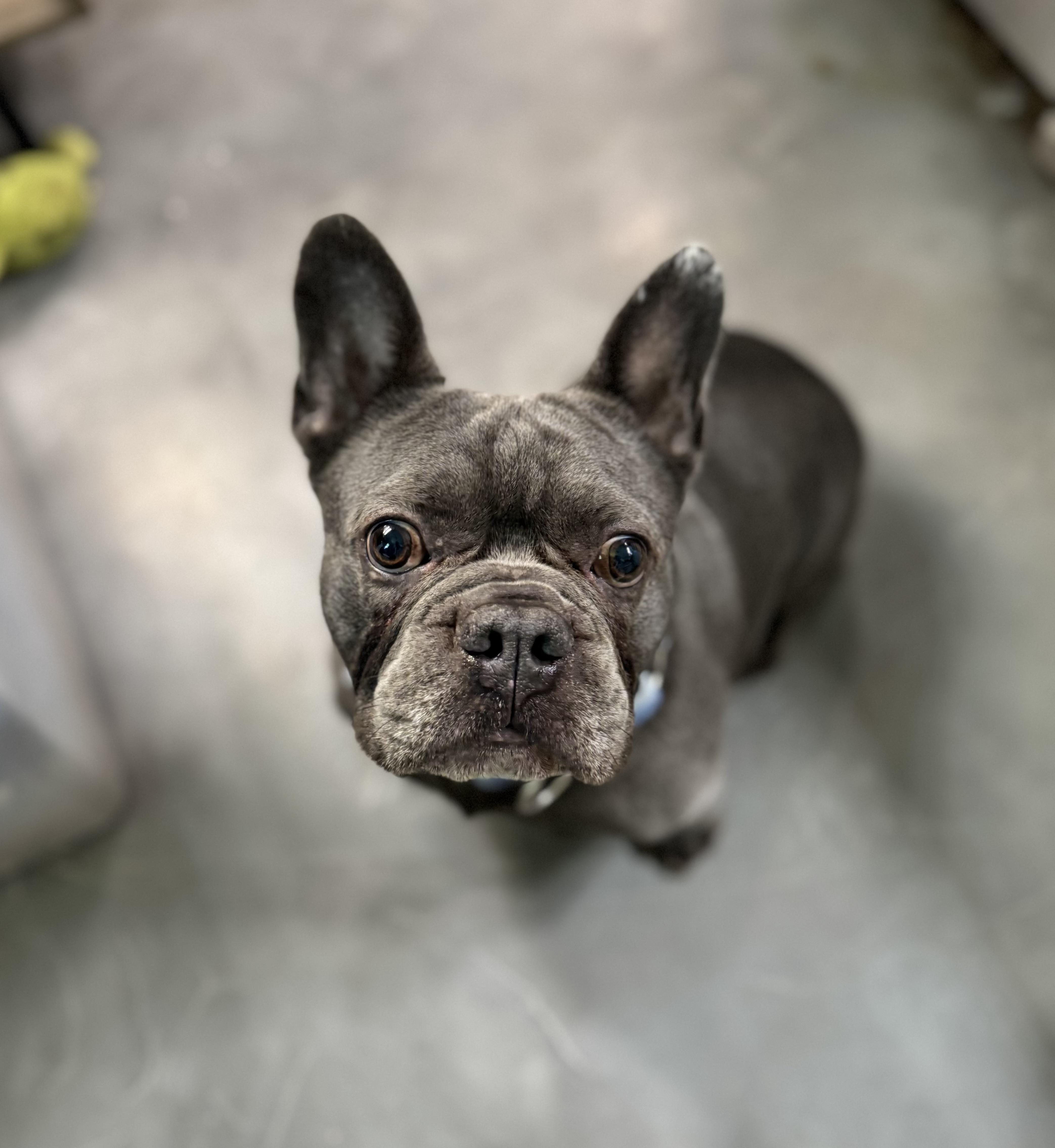 Enlarge Chonk, a Adopted mixed breed in Elizabethtown, PA image 4/5