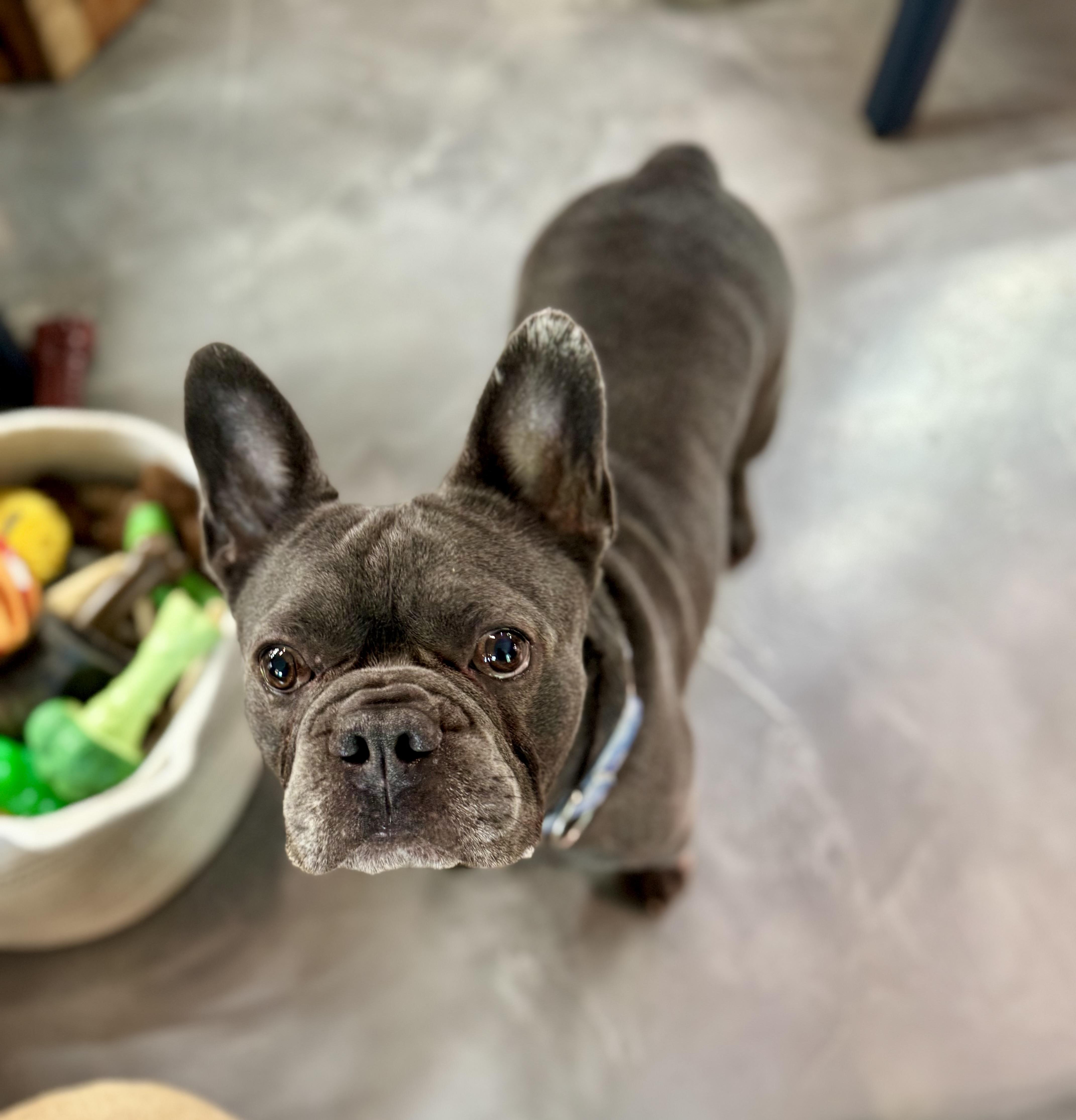 Chonk, Adopted, Adult Male French Bulldog & Boston Terrier.