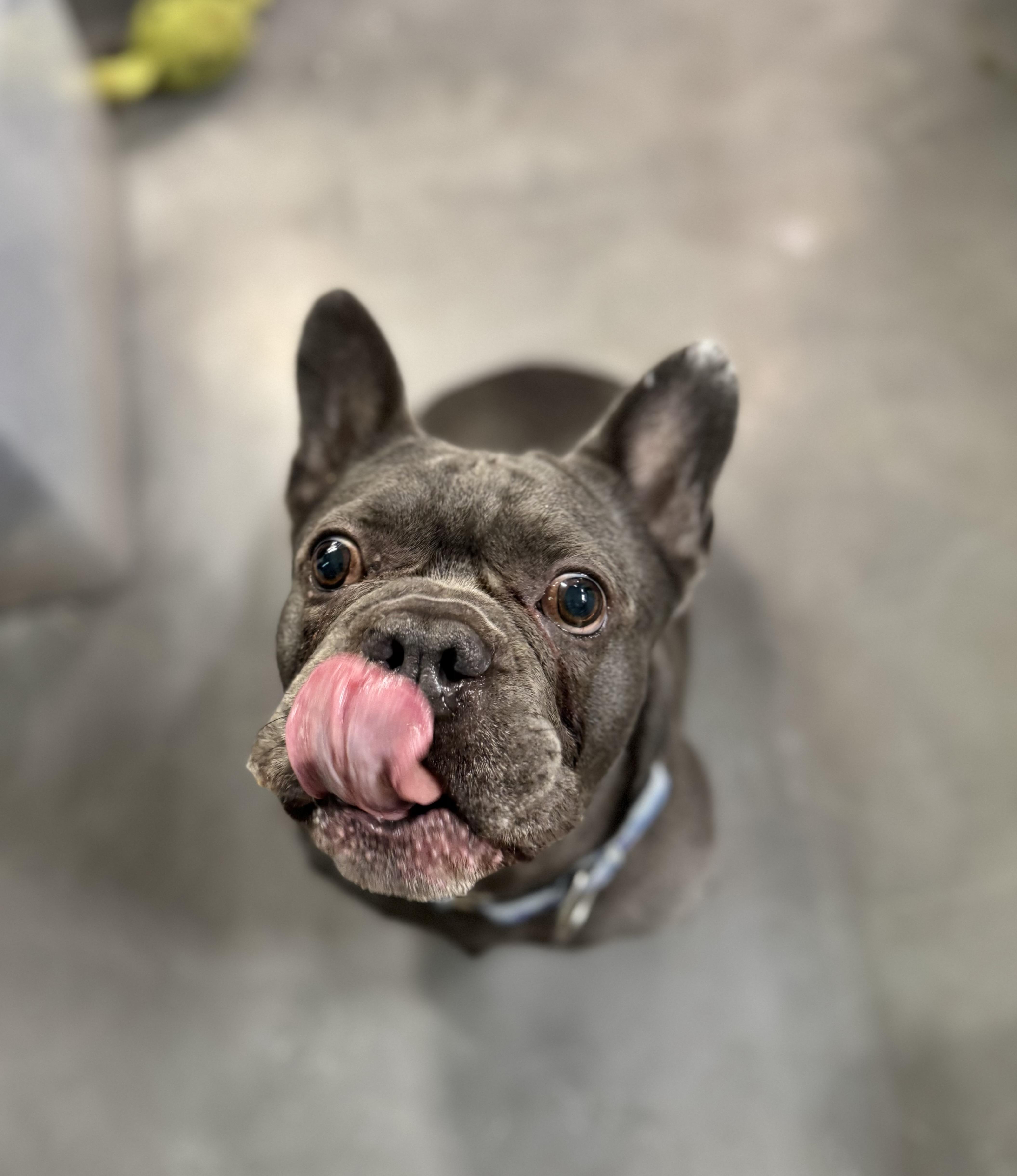 Enlarge Chonk, a Adopted mixed breed in Elizabethtown, PA image 3/5