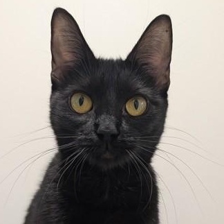 Kiwi, adopted, Young Female Domestic Short Hair.