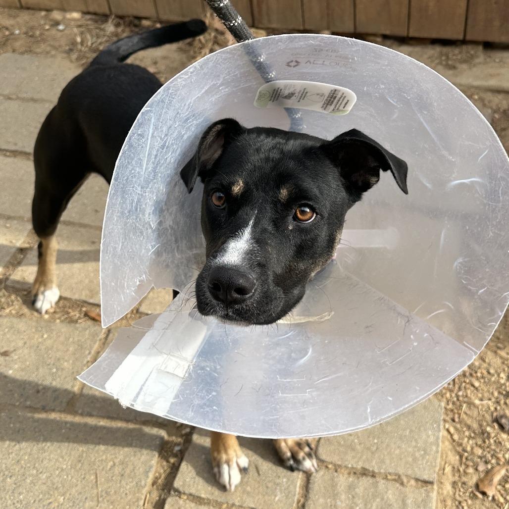 Enlarge Queen, a Adoptable Mixed Breed in Hamilton, GA image 2/6