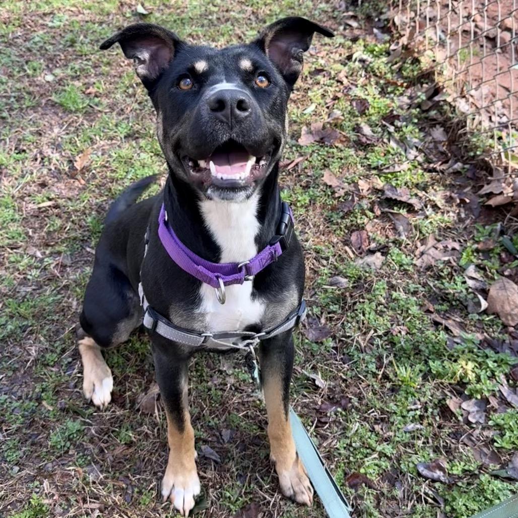 Enlarge Queen, a Adoptable Mixed Breed in Hamilton, GA image 3/6