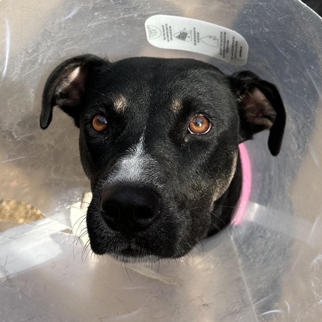 Enlarge Queen, a Adoptable Mixed Breed in Hamilton, GA image 5/6