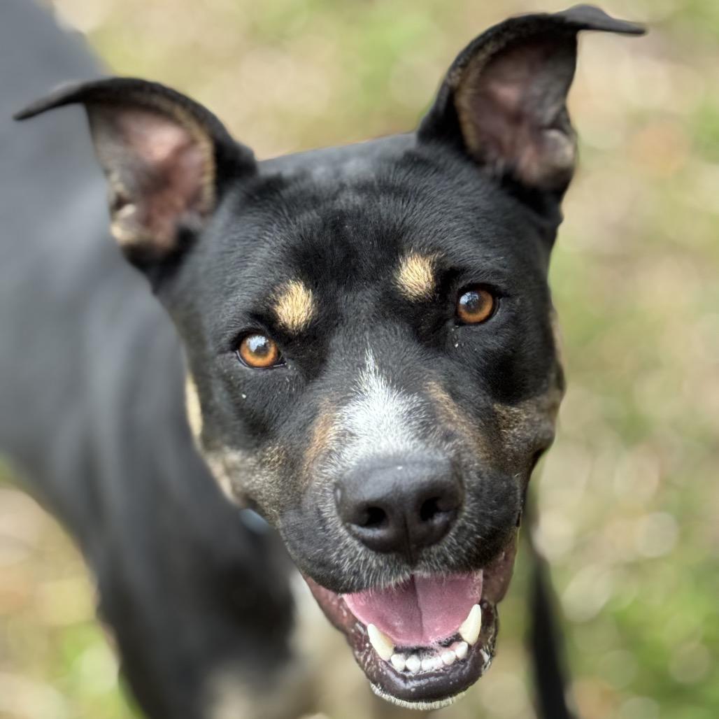 Enlarge Queen, a Adoptable Mixed Breed in Hamilton, GA image 6/6