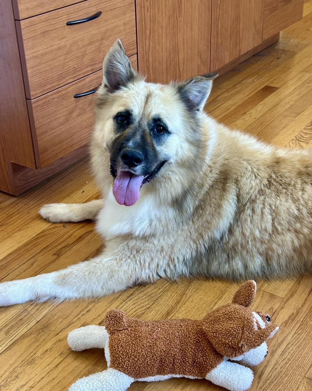 Enlarge Balto, a Adoptable Shepherd in Carrollton, GA image 1/3