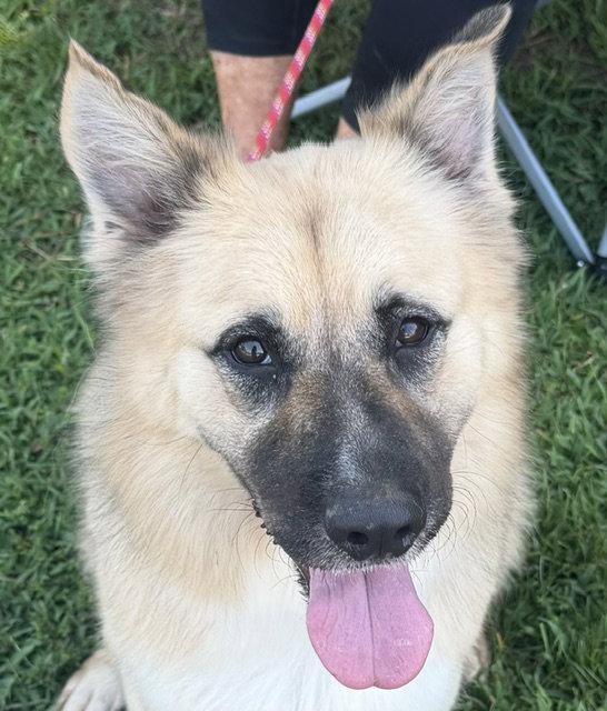 Enlarge Balto, a Adoptable Shepherd in Carrollton, GA image 2/3