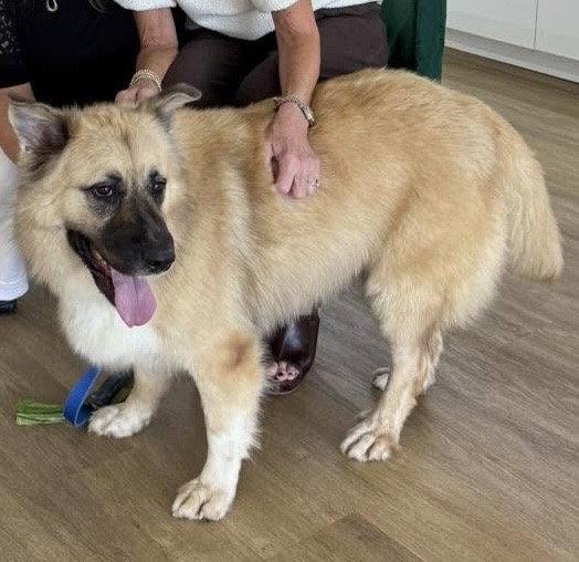 Enlarge Balto, a Adoptable Shepherd in Carrollton, GA image 3/3
