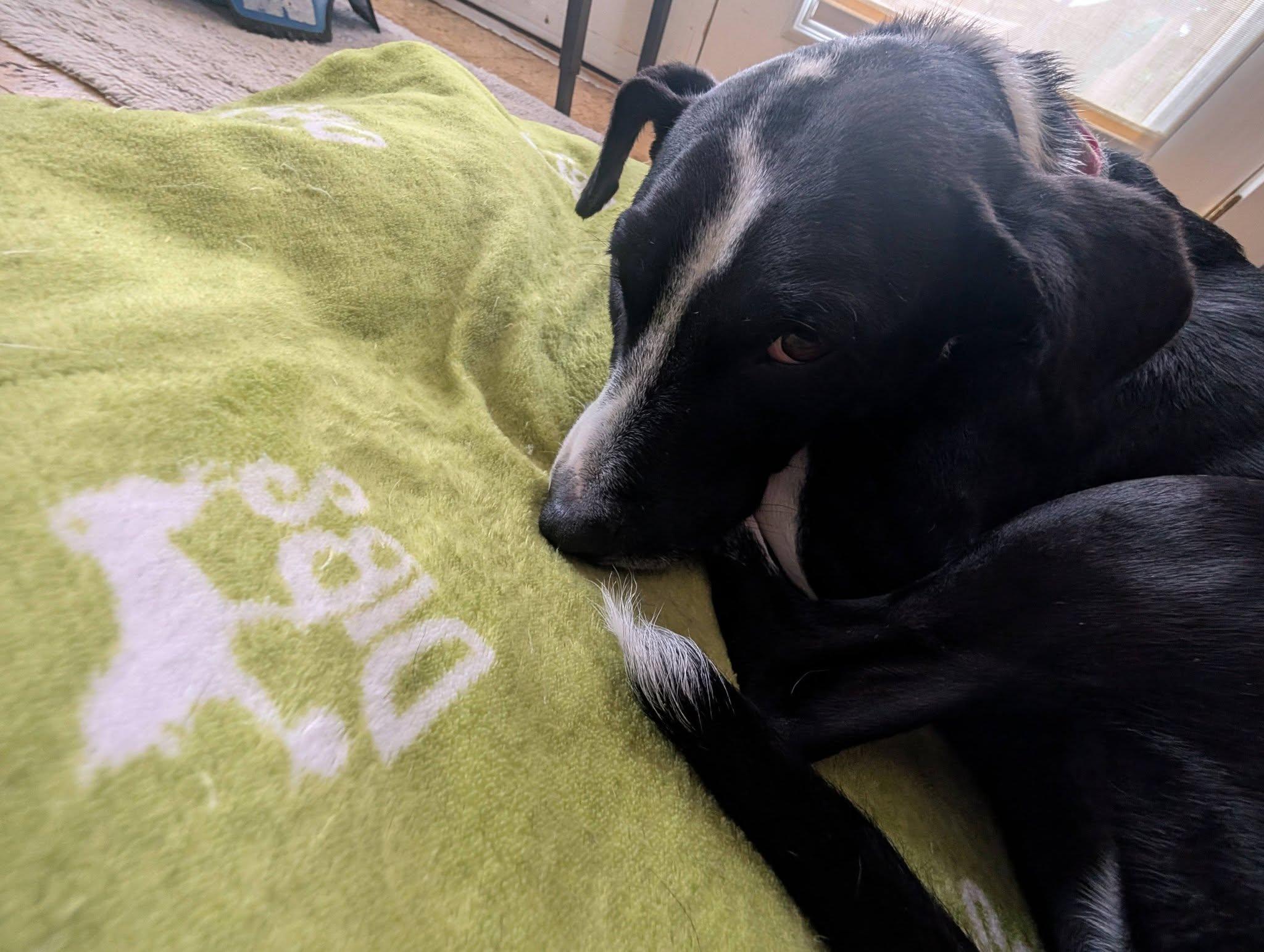 Dixi, a Adoptable mixed breed in Mississauga, ON image 5/6