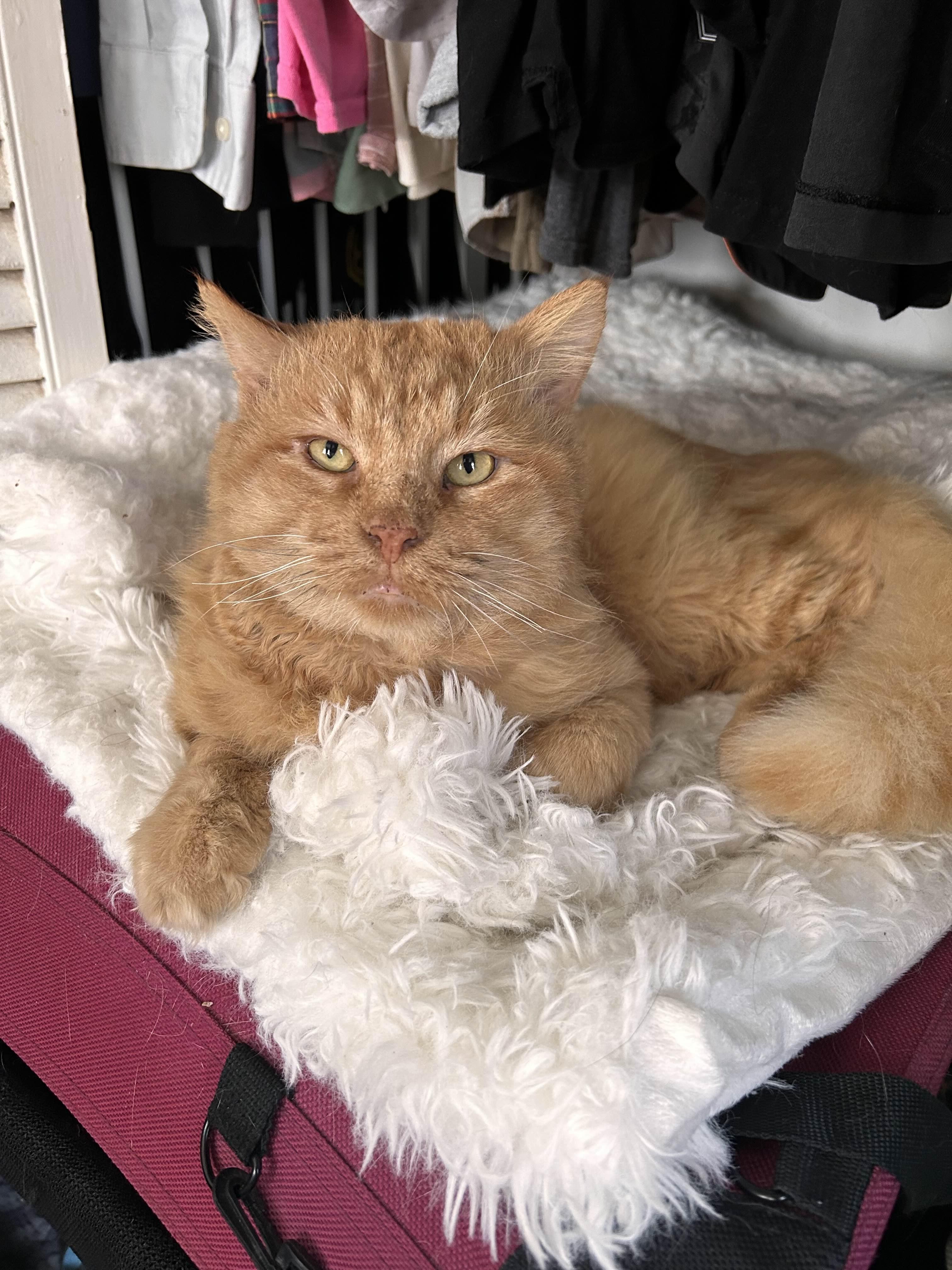 Big Tom, a Adopted Domestic Medium Hair in Pearland, TX image 1/4