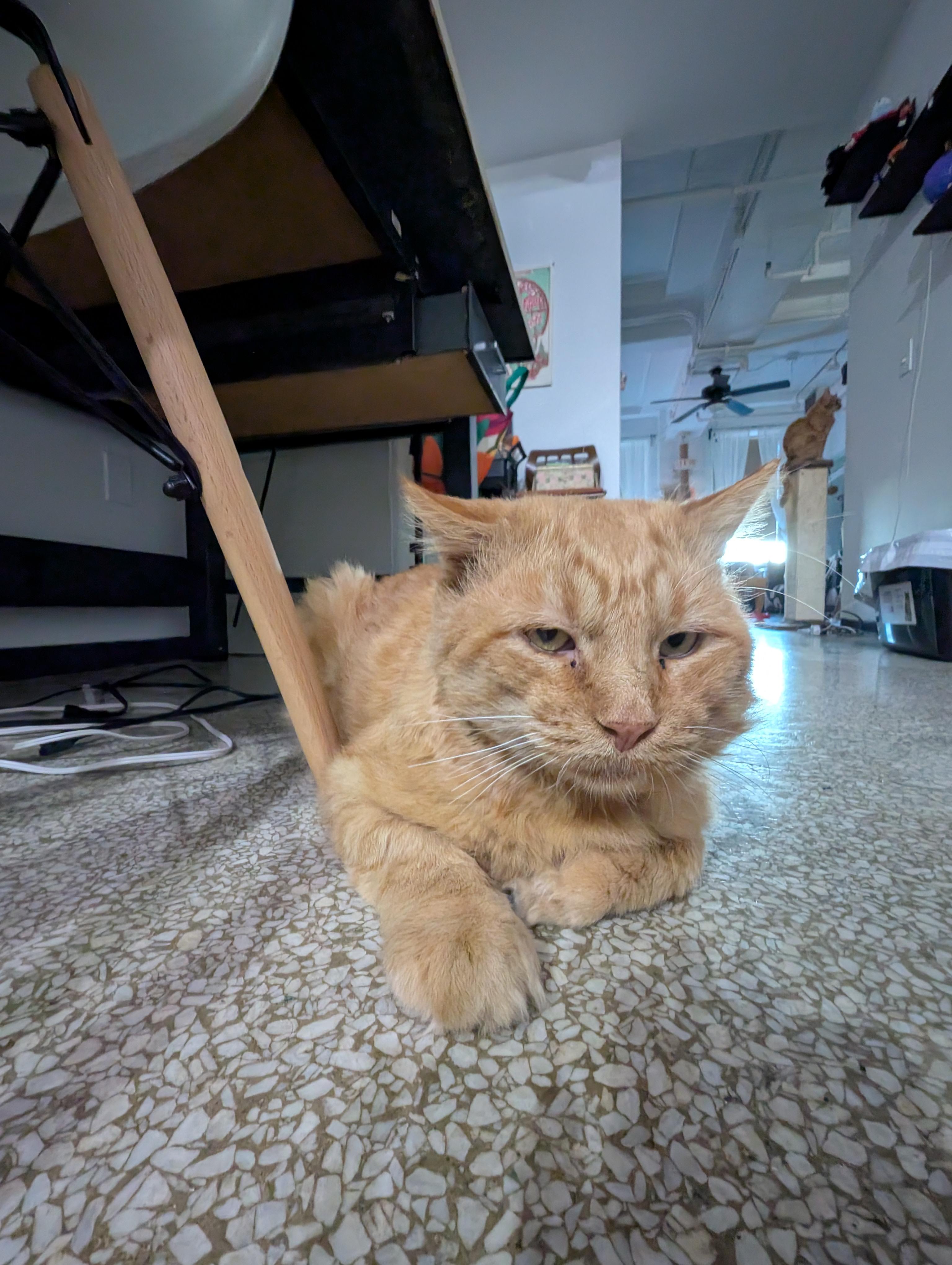 Big Tom, a Adopted Domestic Medium Hair in Pearland, TX image 2/4