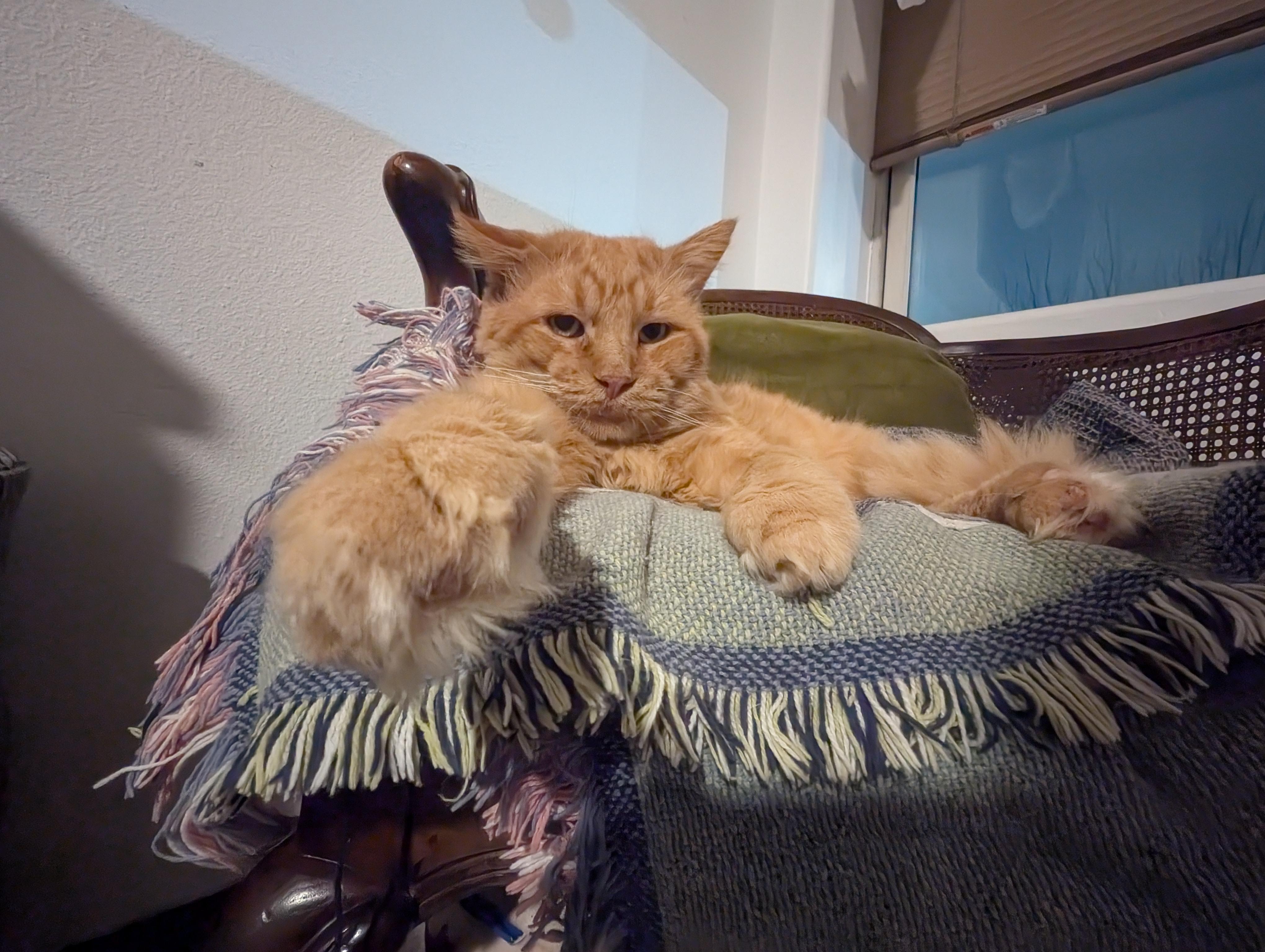 Big Tom, a Adopted Domestic Medium Hair in Pearland, TX image 3/4