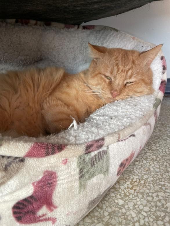 Big Tom, a Adopted Domestic Medium Hair in Pearland, TX image 4/4