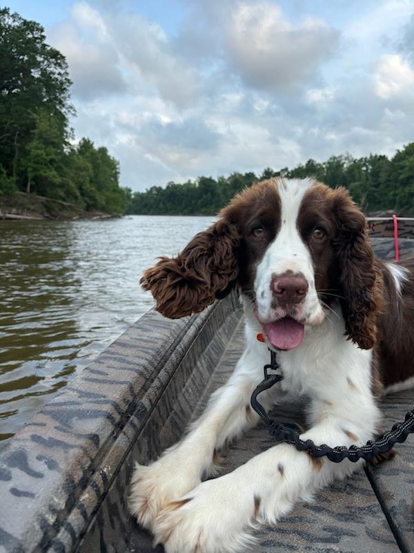 Enlarge Kal. (Video- So Affectionate), a Adoptable English Springer Spaniel in Farmington, CT image 1/4