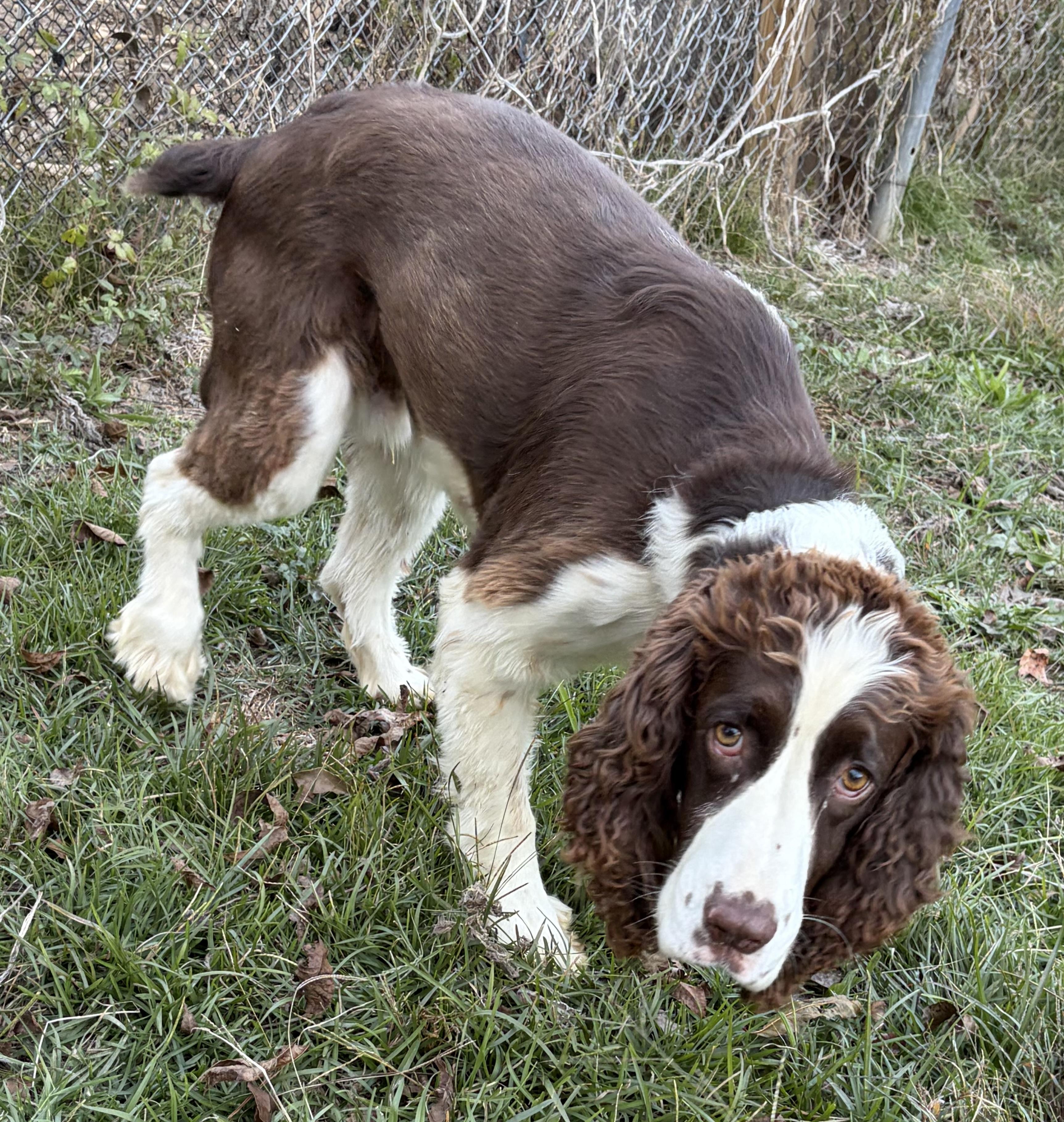 Enlarge Kal. (Video- So Affectionate), a Adoptable English Springer Spaniel in Farmington, CT image 2/4