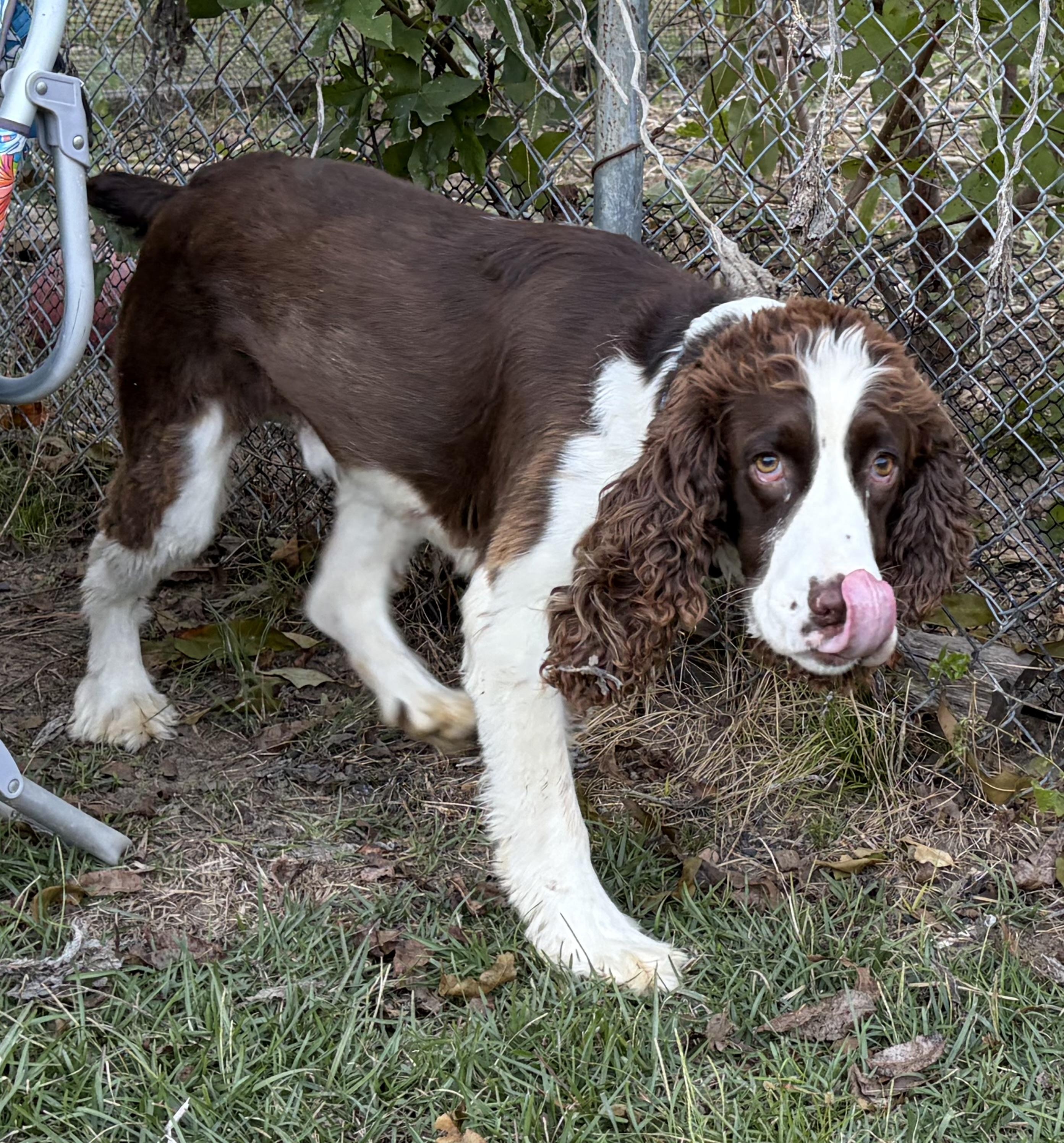 Enlarge Kal. (Video- So Affectionate), a Adoptable English Springer Spaniel in Farmington, CT image 3/4