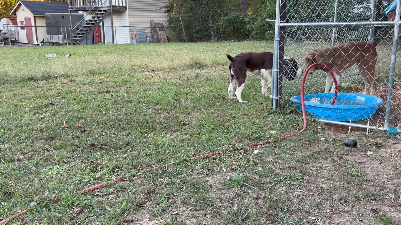 Enlarge Kal. (Video- So Affectionate), a Adoptable English Springer Spaniel in Farmington, CT video 4/4