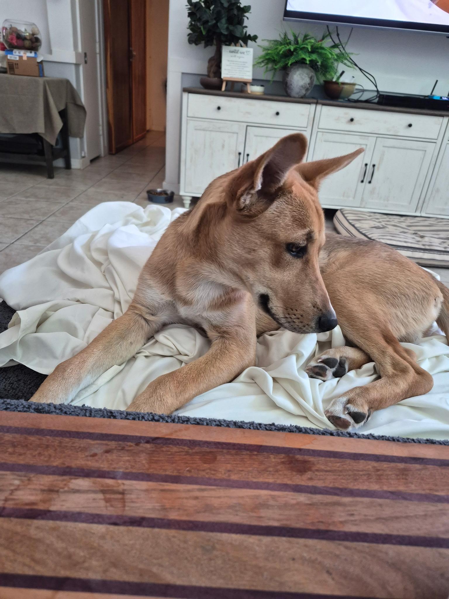Enlarge DAWSON, a Adoptable mixed breed in Las Vegas, NV image 4/4