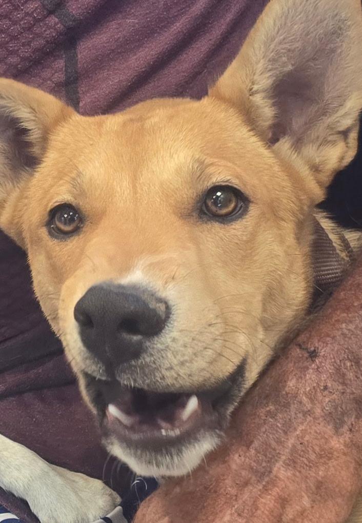 Enlarge DAWSON, a Adoptable mixed breed in Las Vegas, NV image 3/4