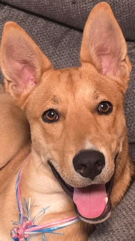 Enlarge DAWSON, a Adoptable mixed breed in Las Vegas, NV image 1/5