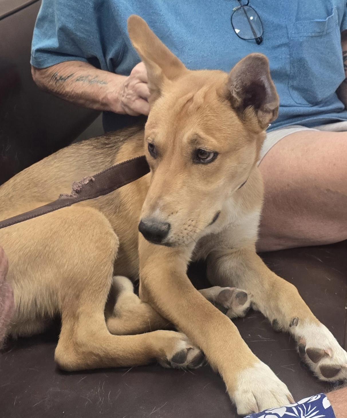 DAWSON, Adoptable, Young Male Shepherd.