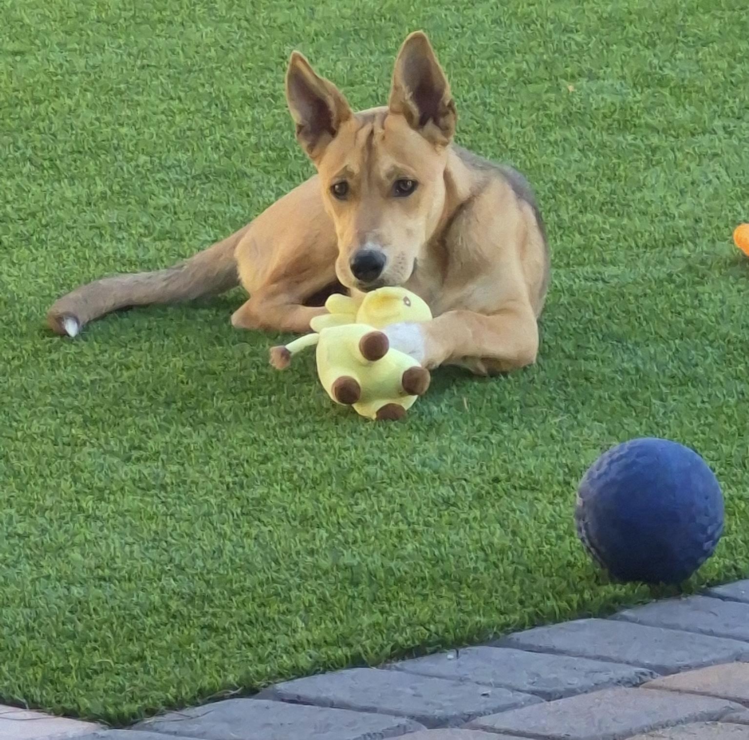 Enlarge DAWSON, a Adoptable mixed breed in Las Vegas, NV image 2/4